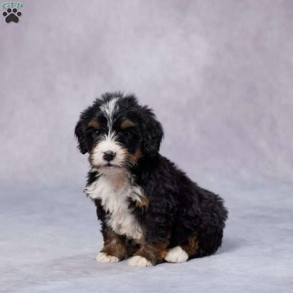 Bart, Mini Bernedoodle Puppy